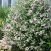 Sugar Tip® Rose Of Sharon -Great Garden Plants hibiscus sugar tip 1