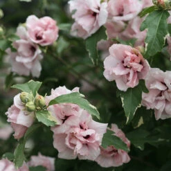 Sugar Tip® Rose Of Sharon -Great Garden Plants hibiscus sugar tip 3