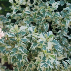 Sugar Tip® Rose Of Sharon -Great Garden Plants hibiscus sugar tip 4