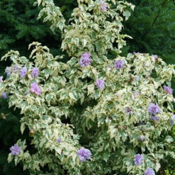 Sugar Tip® Gold Rose Of Sharon 8 Sugar Tip® Gold Rose Of Sharon -Great Garden Plants hibiscus sugar tip gold 3