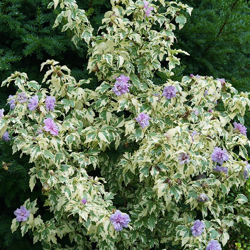 Sugar Tip® Gold Rose Of Sharon 5 Sugar Tip® Gold Rose Of Sharon - Image 3