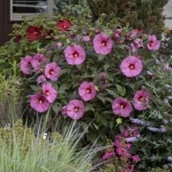 Summerific® 'Berry Awesome' Perennial Hibiscus -Great Garden Plants hibiscus summerific berry awesome 2 sw