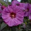 Summerific® 'Berry Awesome' Perennial Hibiscus -Great Garden Plants hibiscus summerific berry awesome 3 sw
