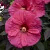 Summerific® 'Evening Rose' Perennial Hibiscus 1 Summerific® 'Evening Rose' Perennial Hibiscus -Great Garden Plants hibiscus summerific evening rose 1 sw