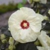 Summerific® 'French Vanilla' Perennial Hibiscus -Great Garden Plants hibiscus summerific french vanilla 1 sw