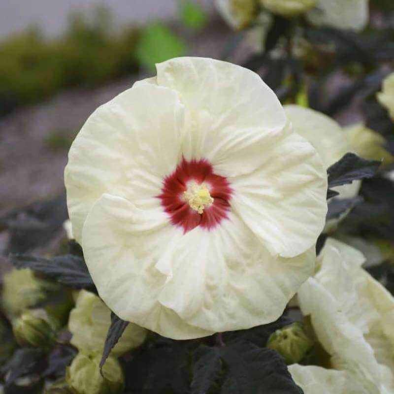 Summerific® 'French Vanilla' Perennial Hibiscus 3 Summerific® 'French Vanilla' Perennial Hibiscus