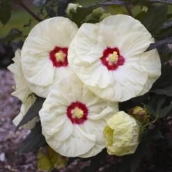 Summerific® 'French Vanilla' Perennial Hibiscus 7 Summerific® 'French Vanilla' Perennial Hibiscus -Great Garden Plants hibiscus summerific french vanilla 3 sw