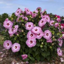Summerific® 'Spinderella' Perennial Hibiscus -Great Garden Plants hibiscus summerific spinderella 1 sw