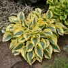Shadowland® 'Autumn Frost' Hosta -Great Garden Plants hosta autumn frost 1