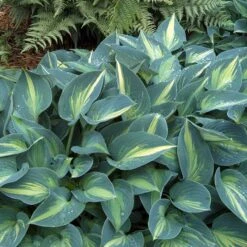 'June' Hosta -Great Garden Plants hosta june 1