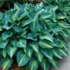 'June' Hosta -Great Garden Plants hosta june 3