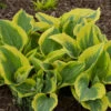 'Liberty' Hosta 1 'Liberty' Hosta -Great Garden Plants hosta liberty 3