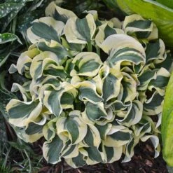 'Mini Skirt' Hosta 9 'Mini Skirt' Hosta -Great Garden Plants hosta mini skirt 2