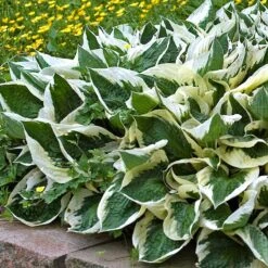'Patriot' Hosta 12 'Patriot' Hosta -Great Garden Plants hosta patriot 4