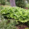 'Royal Standard' Hosta 1 'Royal Standard' Hosta -Great Garden Plants hosta royal standard 1
