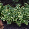 Shadowland® 'Wheee!' Hosta -Great Garden Plants hosta shadowland whee 1