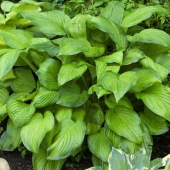 'Stained Glass' Hosta 11 'Stained Glass' Hosta -Great Garden Plants hosta stained glass 4