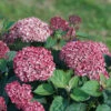 Invincibelle Garnetta® Smooth Hydrangea -Great Garden Plants hydrangea arborescens invincibelle garnetta 1