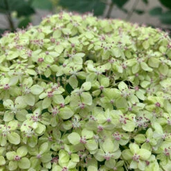 Lime Rickey® Smooth Hydrangea -Great Garden Plants hydrangea arborescens lime rickey 1