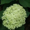 Lime Rickey® Smooth Hydrangea -Great Garden Plants hydrangea arborescens lime rickey 2