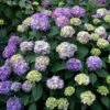 Endless Summer® BloomStruck® Bigleaf Hydrangea -Great Garden Plants hydrangea bloomstruck endless summer 1 sw