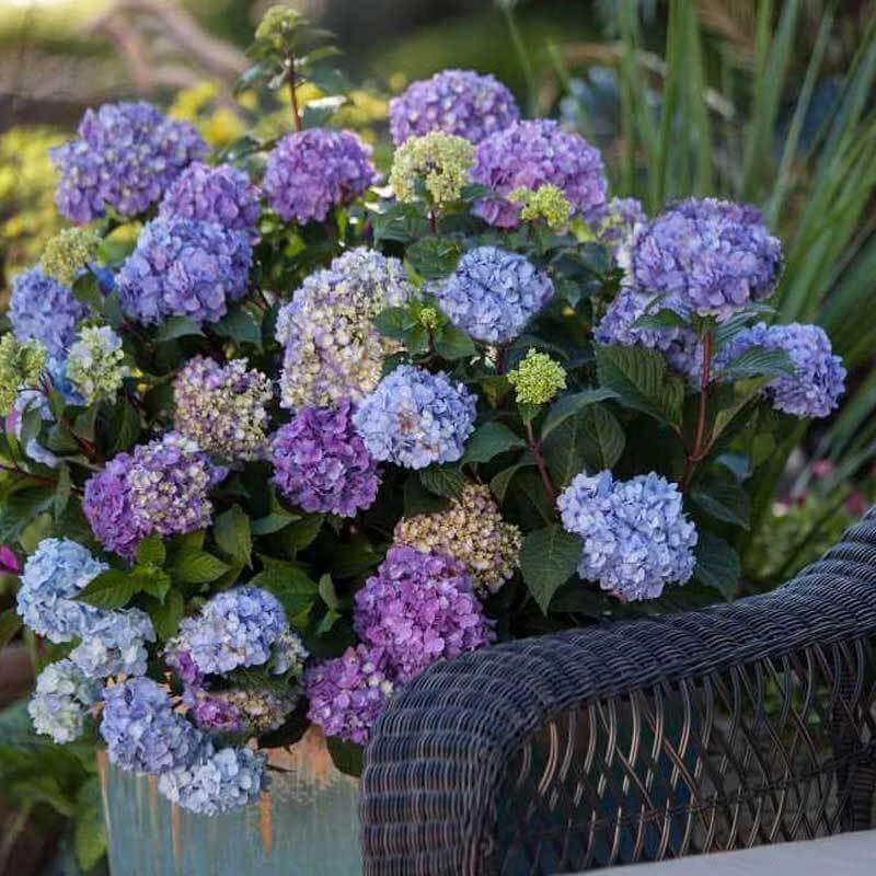 Endless Summer® BloomStruck® Bigleaf Hydrangea 5 Endless Summer® BloomStruck® Bigleaf Hydrangea - Image 3