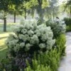 Bobo® Panicle Hydrangea -Great Garden Plants hydrangea bobo 7 sw