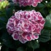 Cityline® Mars Bigleaf Hydrangea -Great Garden Plants hydrangea cityline mars 1 sw