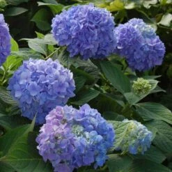 Endless Summer® Bigleaf Hydrangea -Great Garden Plants hydrangea endless summer 2 sw