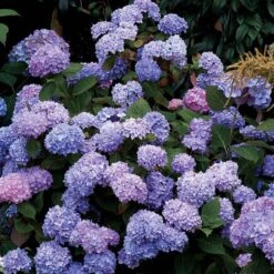 Hydrangeas For Cut Flowers Collection -Great Garden Plants hydrangea endless summer 25 175a0fdb a496 4e19 965b 75b1194a1d32