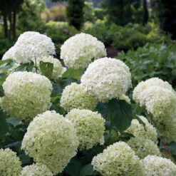 Incrediball® Smooth Hydrangea -Great Garden Plants hydrangea incrediball 1