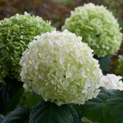 Incrediball® Smooth Hydrangea -Great Garden Plants hydrangea incrediball 8