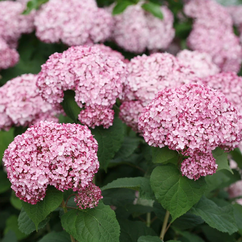 Incrediball® Blush Smooth Hydrangea 3 Incrediball® Blush Smooth Hydrangea