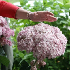Incrediball® Blush Smooth Hydrangea 9 Incrediball® Blush Smooth Hydrangea -Great Garden Plants hydrangea incrediball blush 2