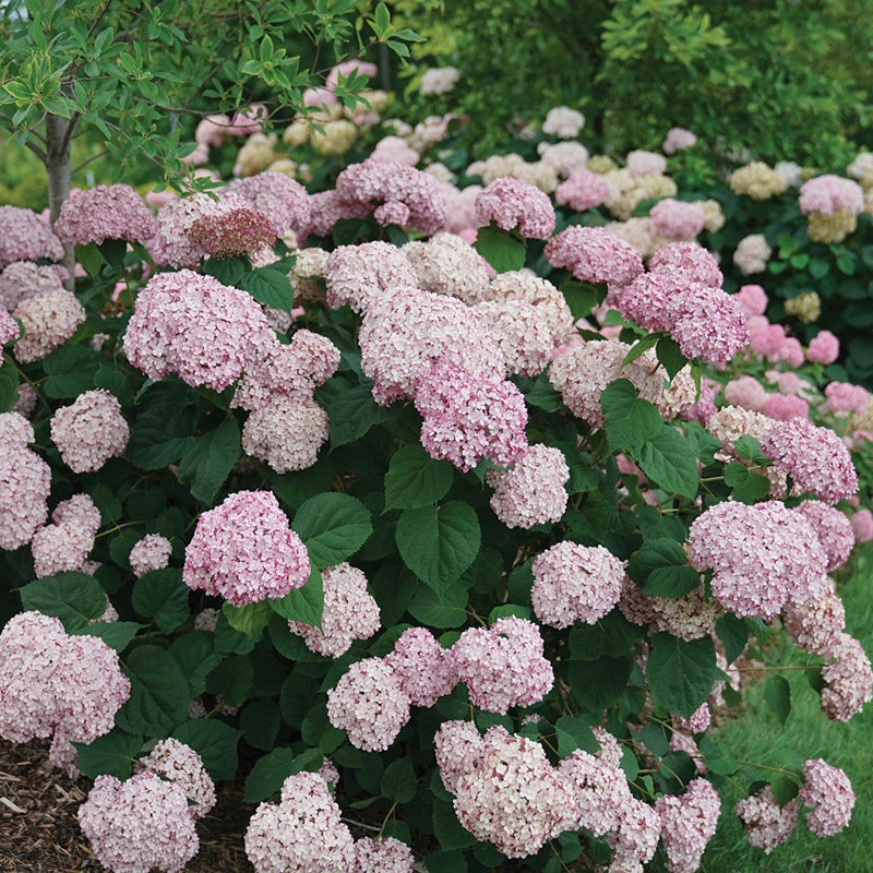 Incrediball® Blush Smooth Hydrangea 5 Incrediball® Blush Smooth Hydrangea - Image 3