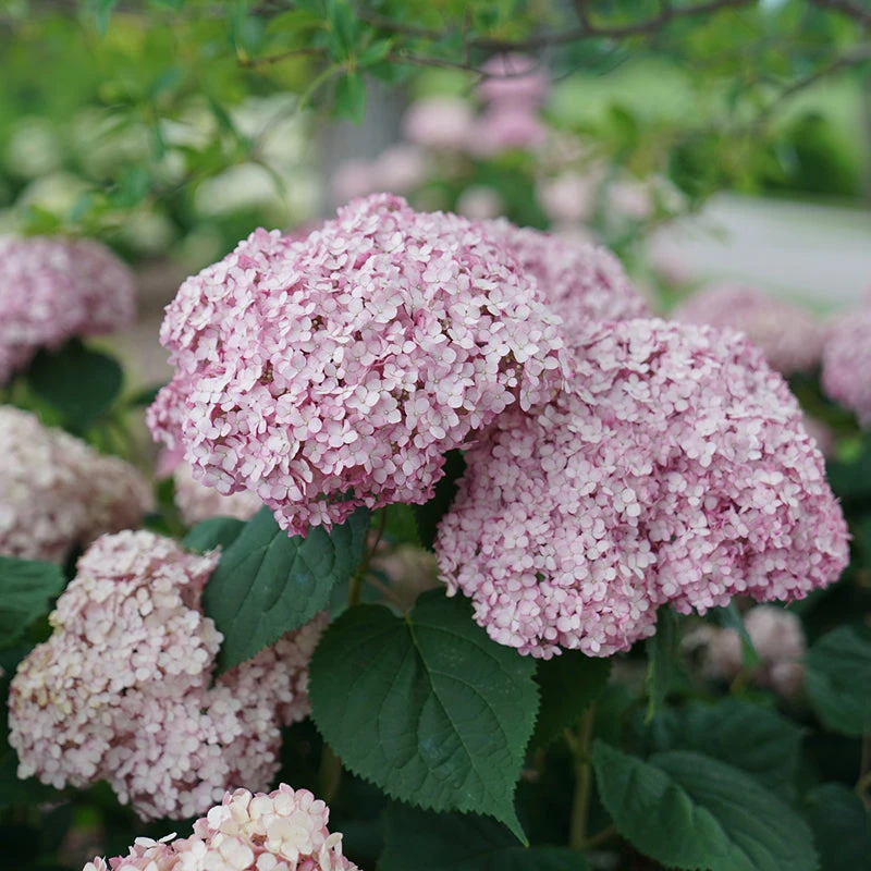 Incrediball® Blush Smooth Hydrangea 6 Incrediball® Blush Smooth Hydrangea - Image 4