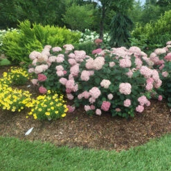Incrediball® Blush Smooth Hydrangea 12 Incrediball® Blush Smooth Hydrangea -Great Garden Plants hydrangea incrediball blush 5