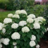 Invincibelle Limetta® Smooth Hydrangea -Great Garden Plants hydrangea invincibelle limetta 1