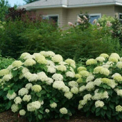 Invincibelle Limetta® Smooth Hydrangea -Great Garden Plants hydrangea invincibelle limetta 5