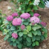 Invincibelle Mini Mauvette® Smooth Hydrangea -Great Garden Plants hydrangea invincibelle mini mauvette 1