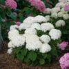 Invincibelle Wee White® Smooth Hydrangea 2 Invincibelle Wee White® Smooth Hydrangea -Great Garden Plants hydrangea invincibelle wee white 1