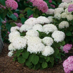 Hydrangeas For Small Spaces Collection -Great Garden Plants hydrangea invincibelle wee white 1 3157da1f 2bd4 43e1 bdbd 92c9d62ae251