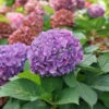 Let's Dance ¡Arriba!™ Bigleaf Hydrangea -Great Garden Plants hydrangea lets dance arriba 1