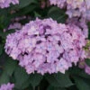 Let's Dance Can Do!® Bigleaf Hydrangea