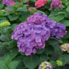 Let's Dance Big Band® Bigleaf Hydrangea -Great Garden Plants hydrangea macrophylla lets dance big band 1