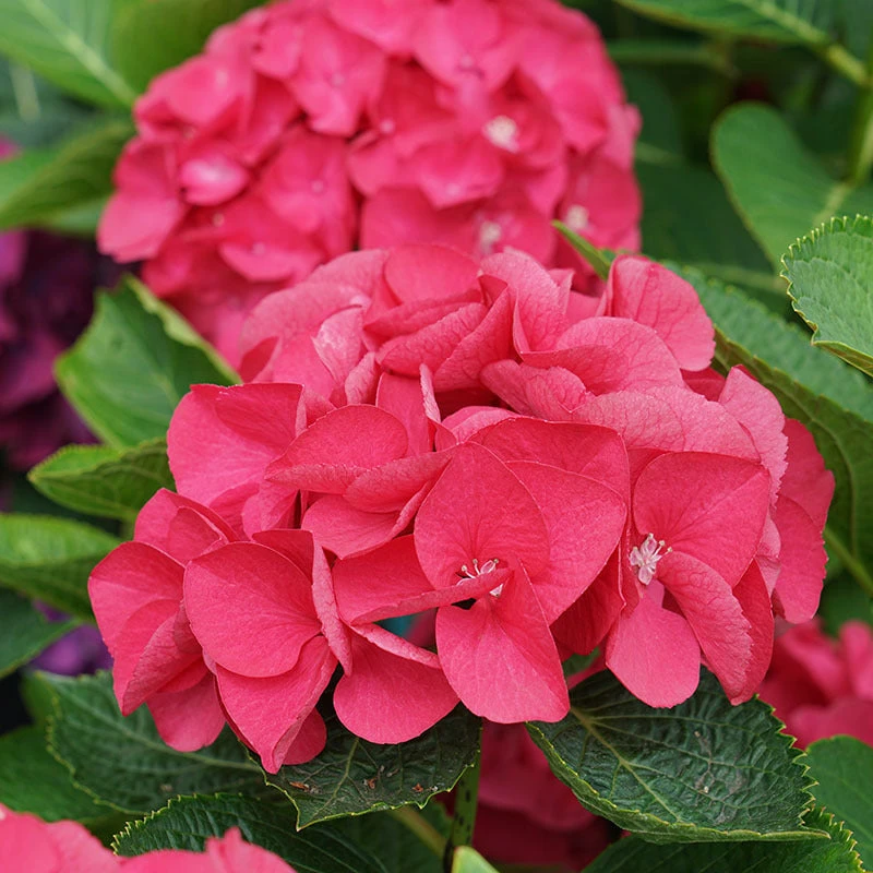 Wee Bit Giddy® Bigleaf Hydrangea 3 Wee Bit Giddy® Bigleaf Hydrangea