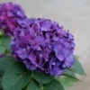 Wee Bit Grumpy® Bigleaf Hydrangea 1 Wee Bit Grumpy® Bigleaf Hydrangea -Great Garden Plants hydrangea macrophylla wee bit grumpy 1