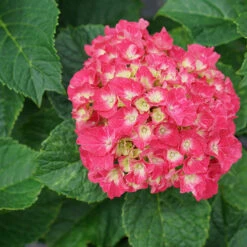 Wee Bit Grumpy® Bigleaf Hydrangea 10 Wee Bit Grumpy® Bigleaf Hydrangea -Great Garden Plants hydrangea macrophylla wee bit grumpy 2