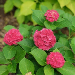 Wee Bit Grumpy® Bigleaf Hydrangea 12 Wee Bit Grumpy® Bigleaf Hydrangea -Great Garden Plants hydrangea macrophylla wee bit grumpy