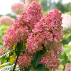 Fire Light® Panicle Hydrangea -Great Garden Plants hydrangea paniculata fire light 3 sw